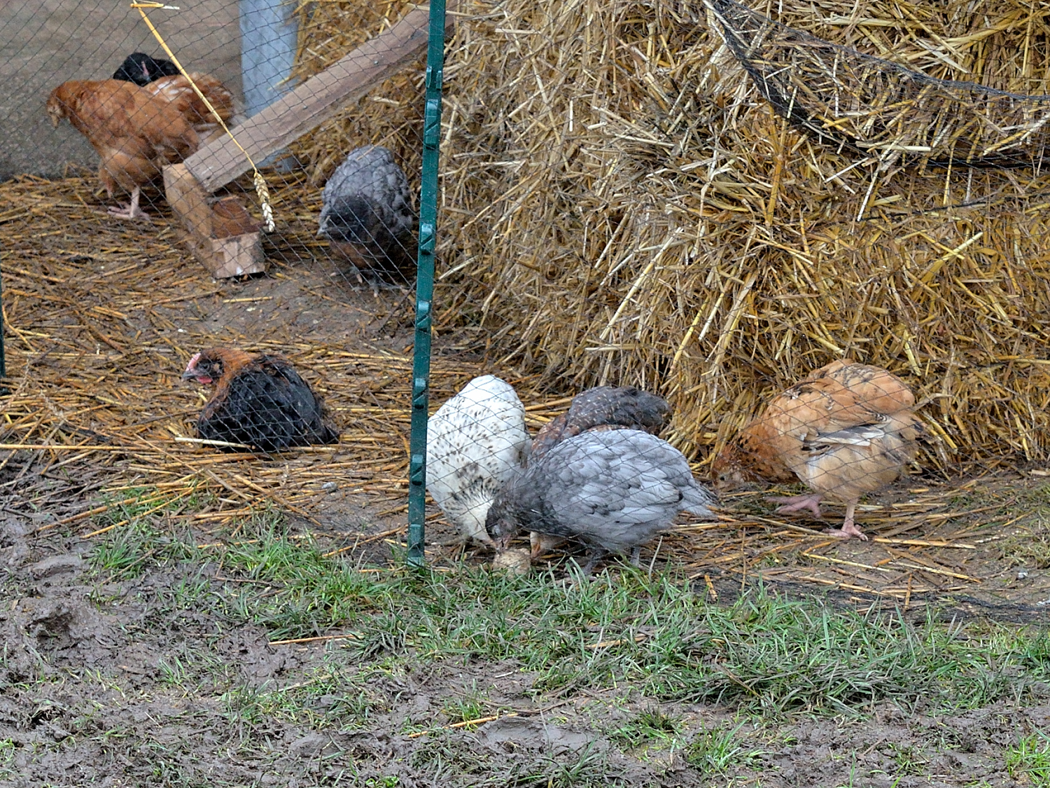 Poussins 06012018